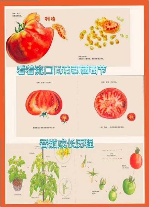番茄绘本运行截图