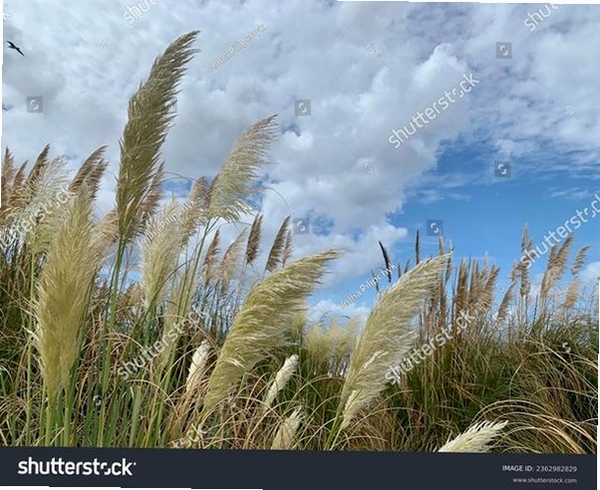 NaturalWind���н�ͼ