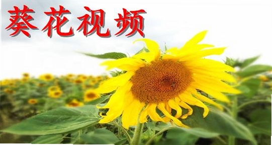 雨过天晴视频播放器 官方下载 免费版 中文版