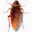 cockroach on desktop���н�ͼ
