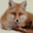 XMLFox���н�ͼ