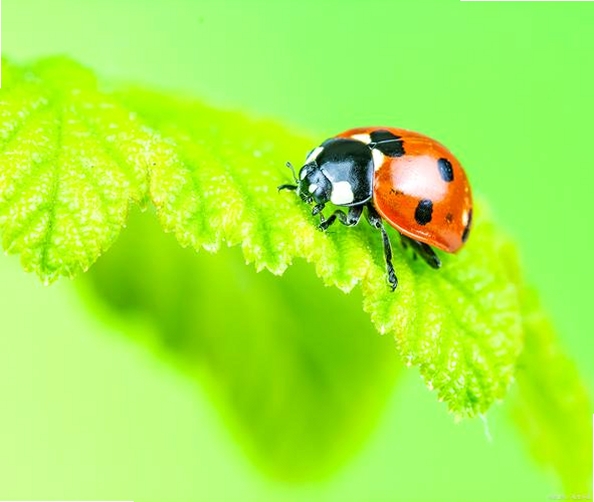 Ladybug on desktop运行截图