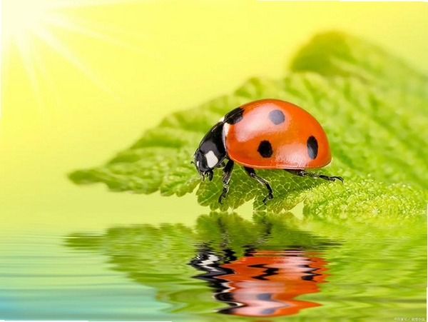 Ladybug on desktop运行截图