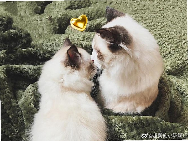 富贵大鹅运行截图