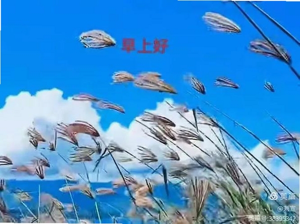 夕阳知己运行截图