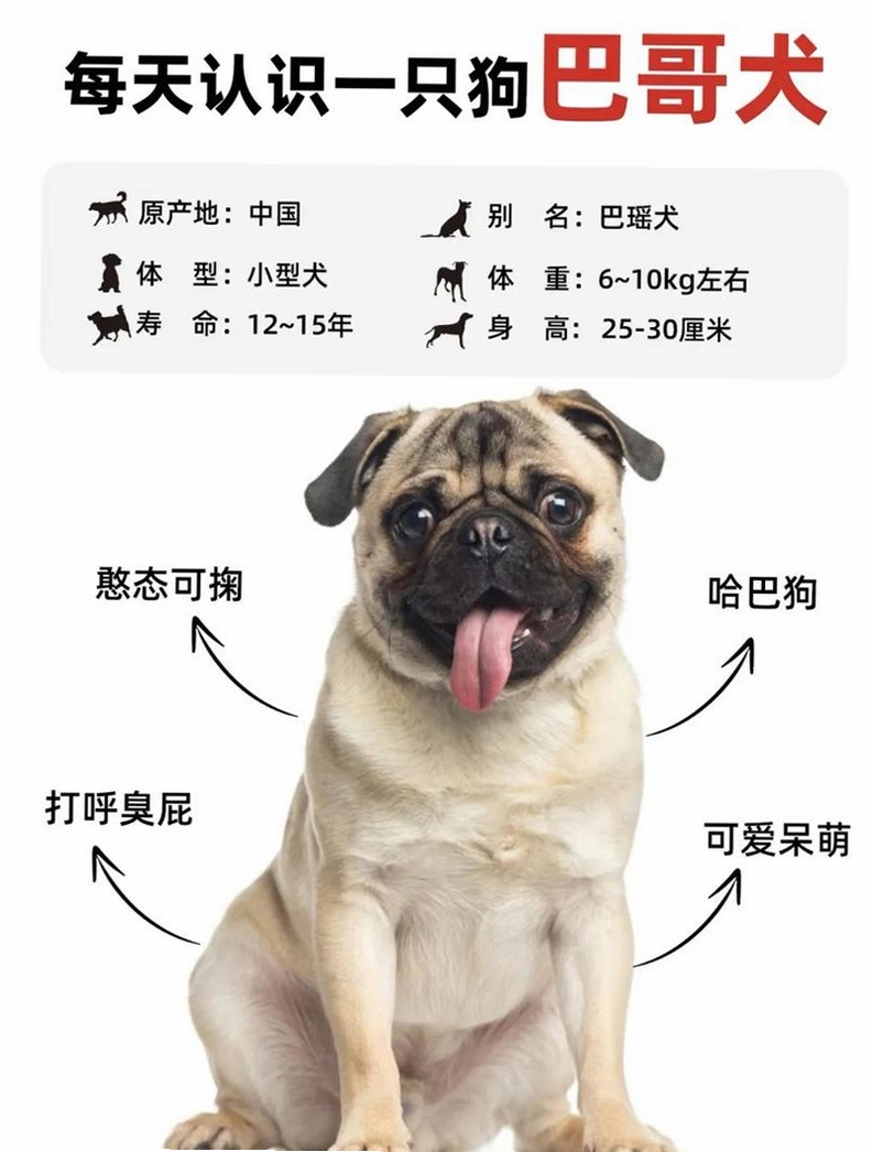汪星成长记 v1.1 版本更新 新犬种