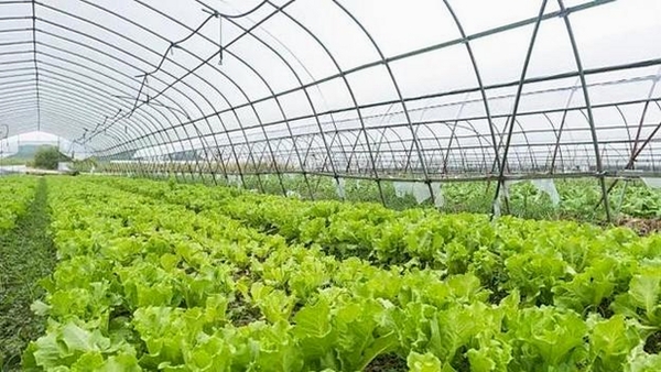 菜大侠运行截图