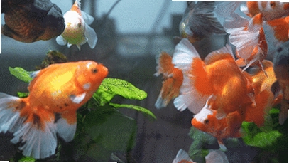 ���������ֽ ���� ��̬��ֽ ����