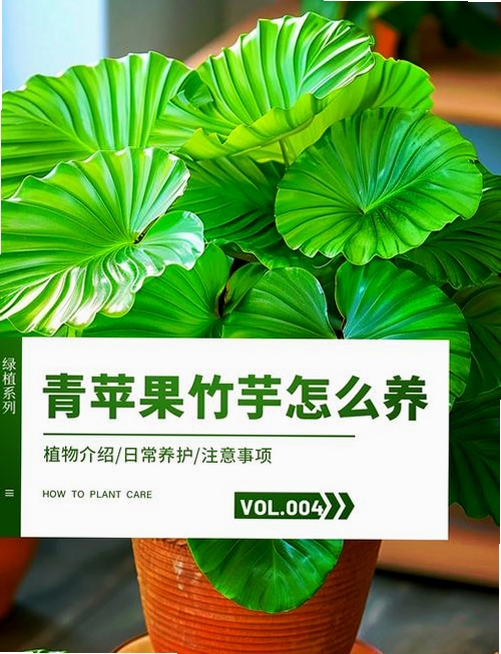 清青果园 新手攻略