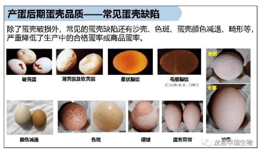 蛋壳质量差原因分析