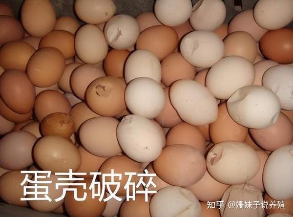 蛋壳质量差的原因分析补钙技巧