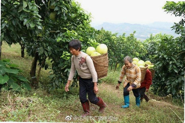 大竹观察运行截图