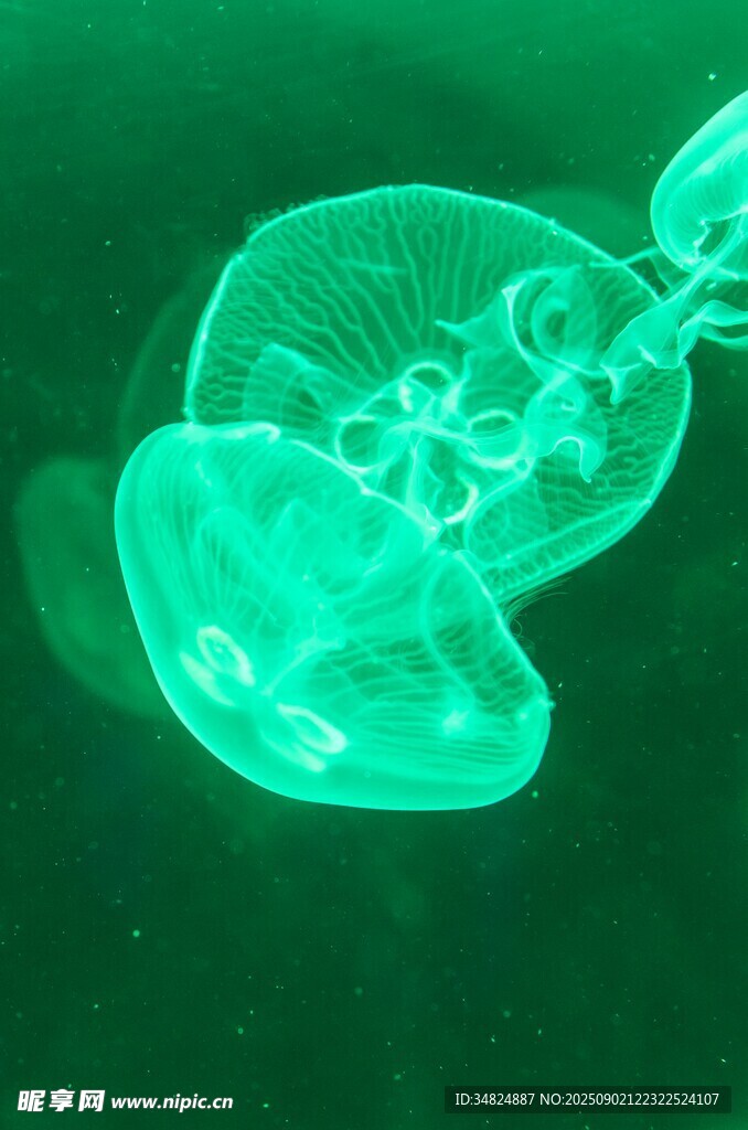 绿水母eggjelly水母缸中的淡绿色小伞状生物全身照