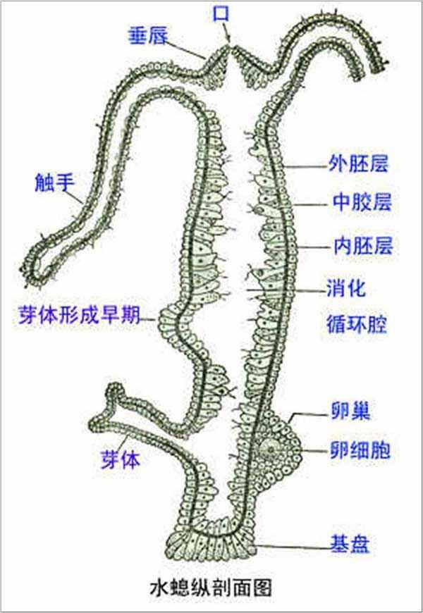 绿水母eggjelly水螅体附着在缸壁上的微距特写