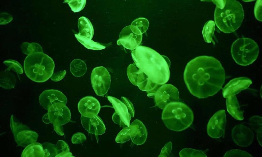 绿水母eggjelly伞盖白斑和缩伞状态对比图