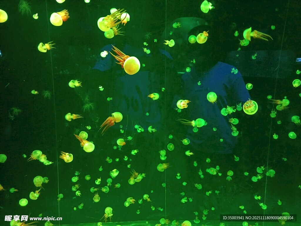 绿水母eggjelly在灯光下游动的美丽瞬间实拍
