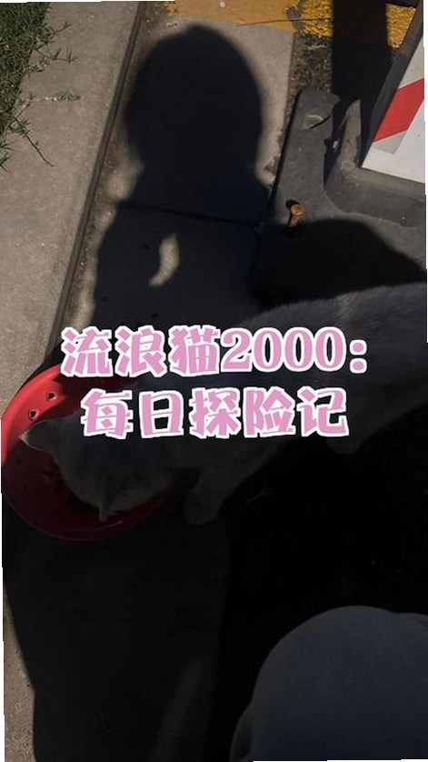 流浪猫探险记运行截图