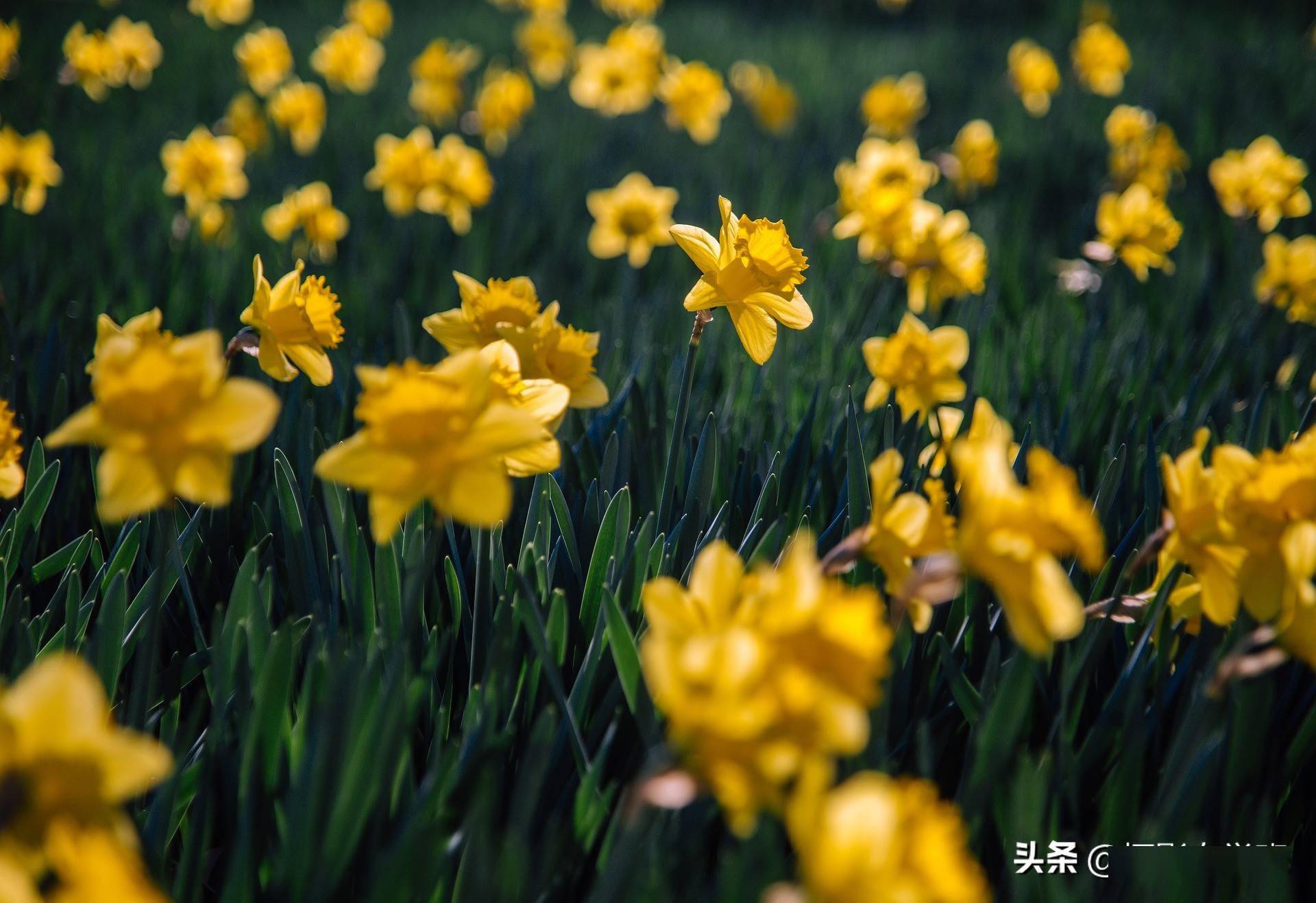 抖小花新手拍摄技巧入门教程