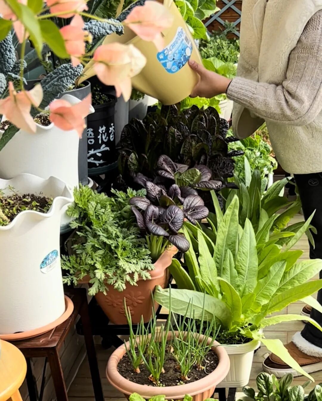 种菜大师 阳台种菜 浇水施肥 技巧
