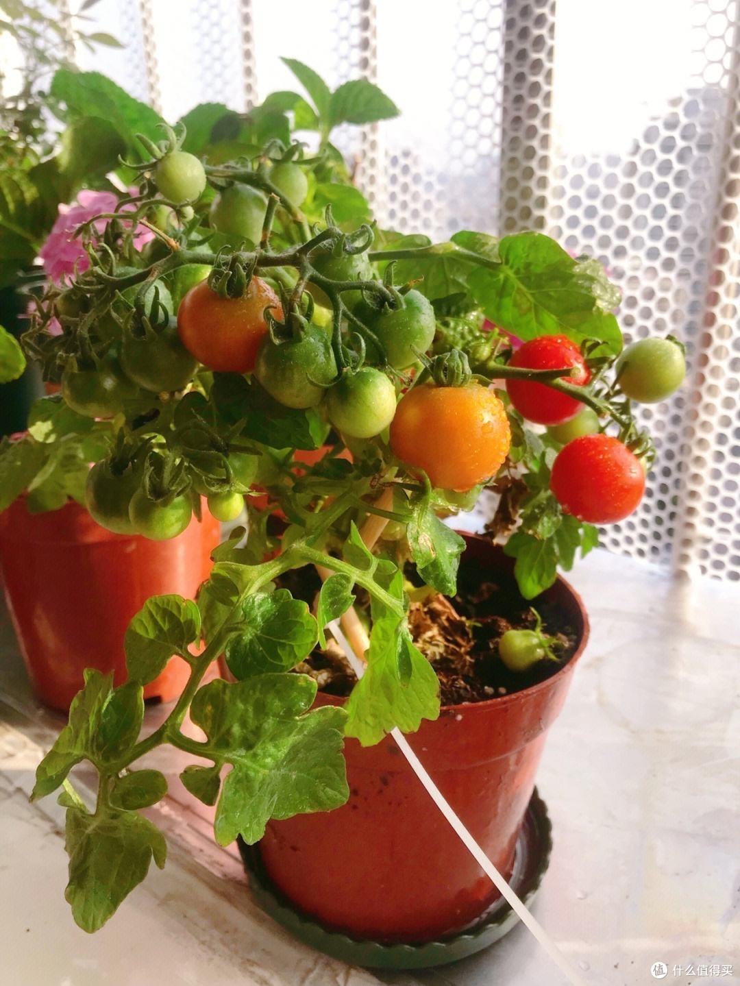 种菜大师 阳台种菜 爆盆 经验分享