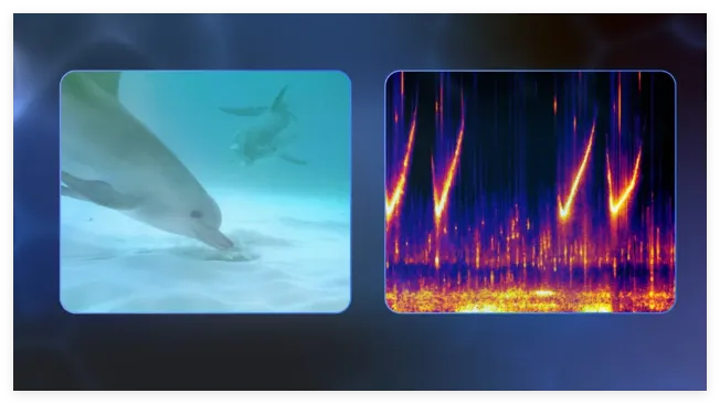 DolphinFrame海豚框架真实使用体验评价