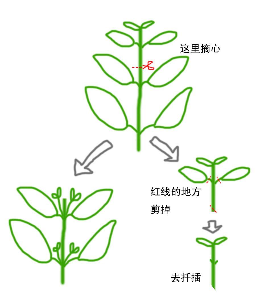 抖小花 打顶 修剪 开花多