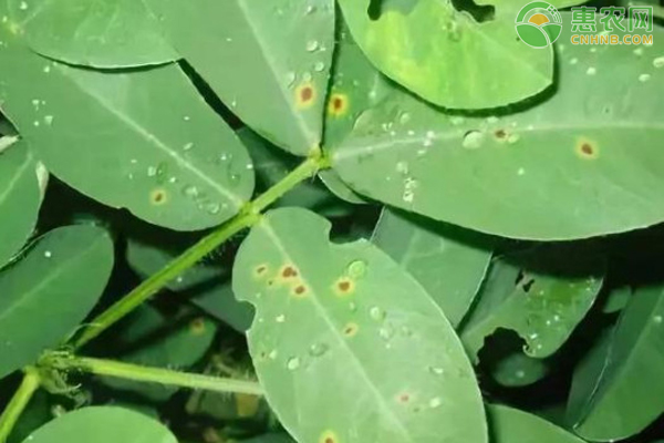 抖小花 病虫害 防治 叶片