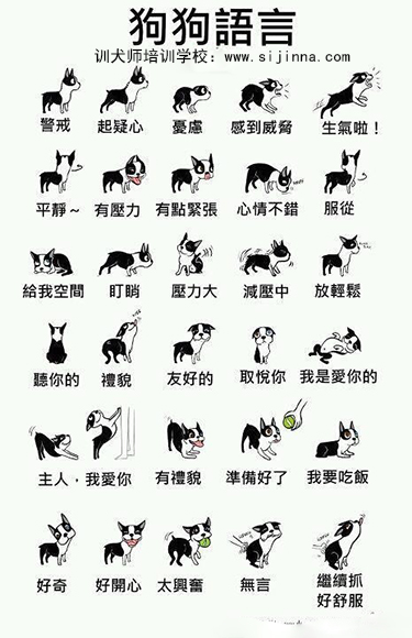 秒懂宠语大师狗狗基础口令训练技巧分享