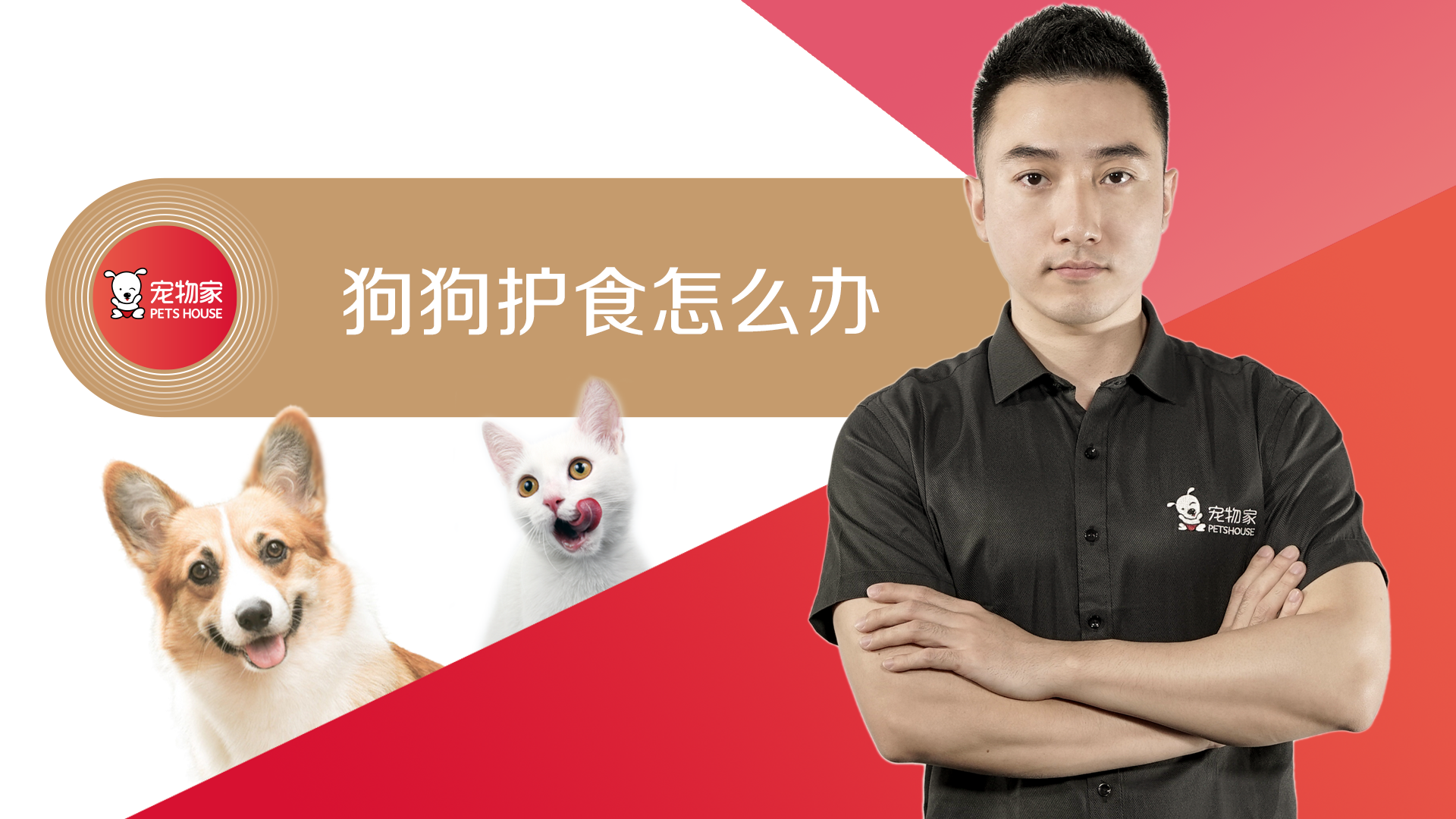 秒懂宠语大师纠正狗狗挑食护食训练方法