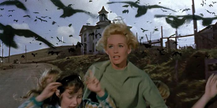 The Birds 鸟群惊魂电影剧照与导演希区柯克