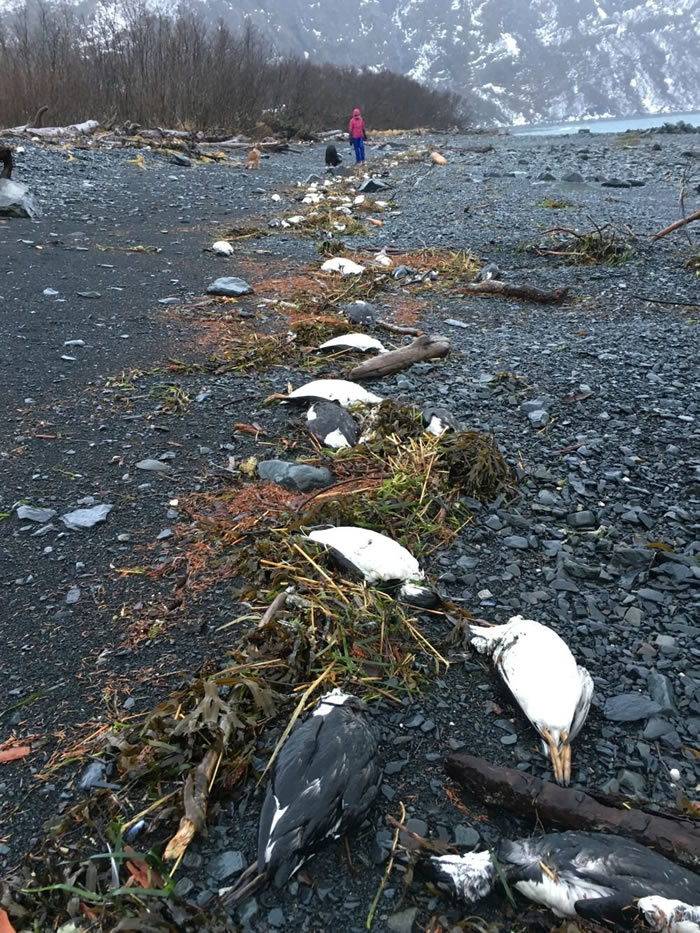 The Birds 蒙特雷湾海鸟异常死亡事件资料图