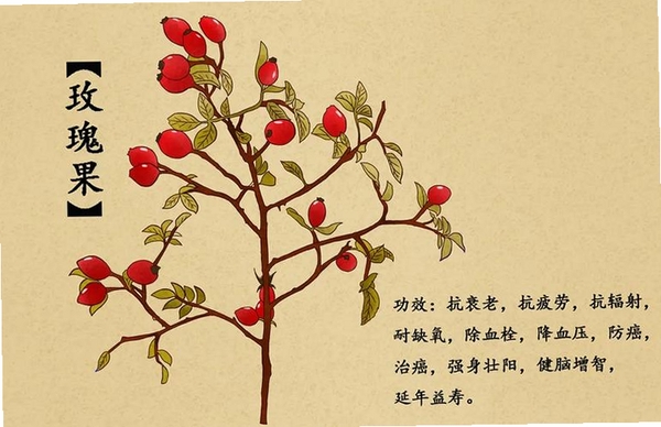 吉真中药运行截图