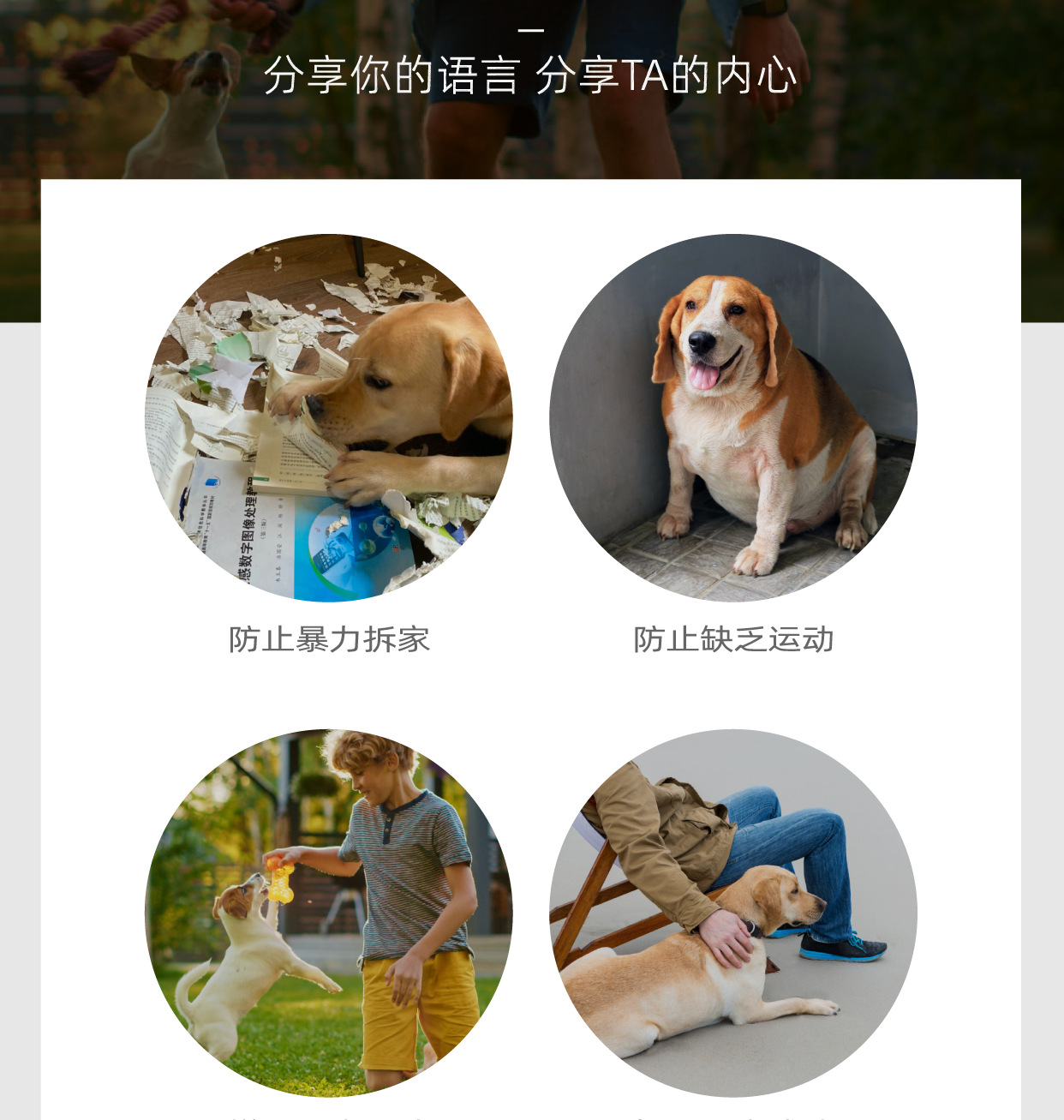 秒懂宠语大师 宠物训练正向反馈 交流互动实用技巧