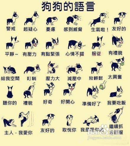 秒懂宠语大师 宠物叫声含义 狗狗猫咪音调解读教程