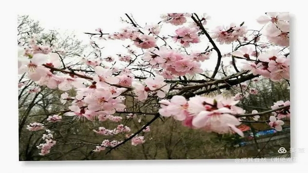 花杏 软件 使用教程