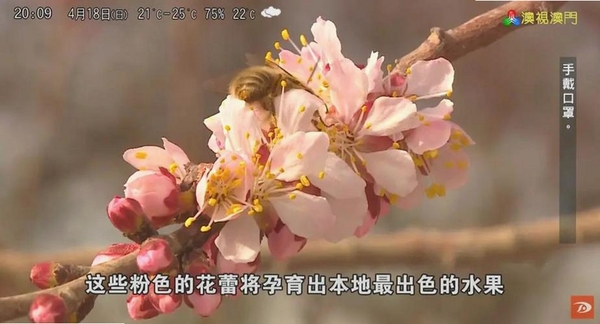 花杏运行截图