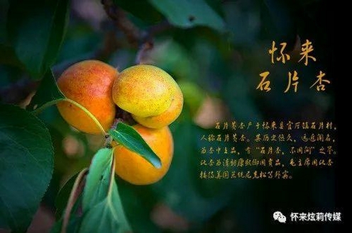 花杏运行截图