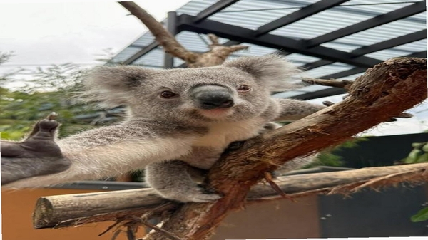 zoo 动物应用 评测