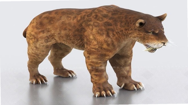 zoo 3D模型加载失败