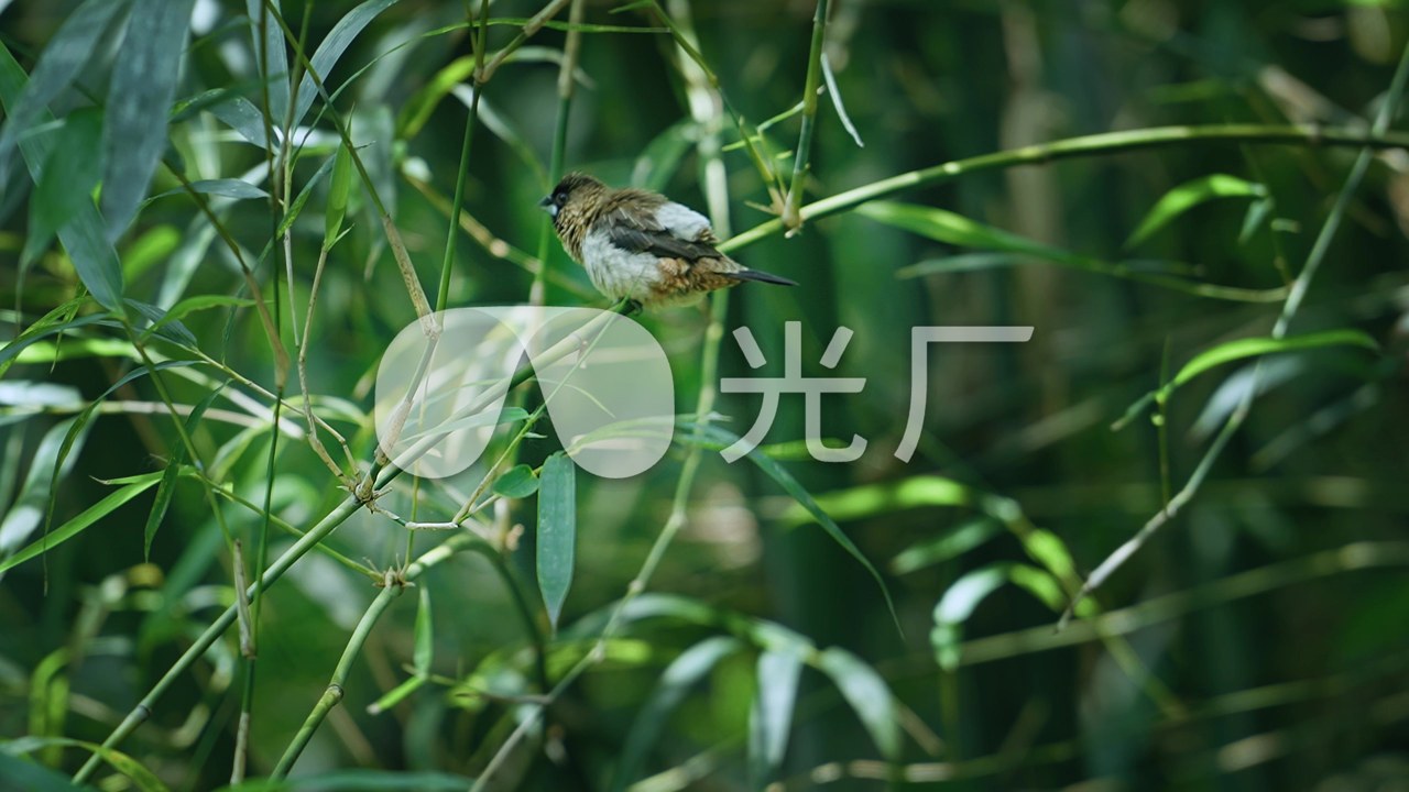 竹林鸟是什么鸟 竹林鸟类栖息实拍