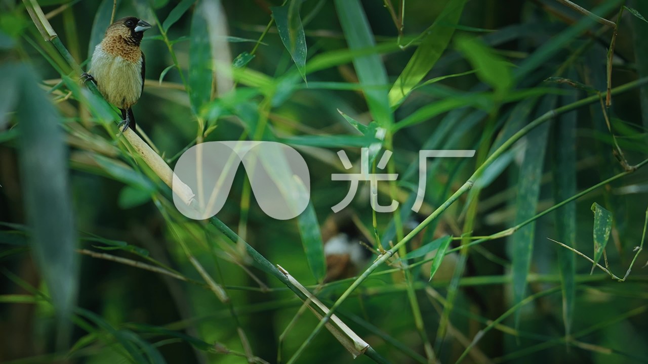 竹林鸟 竹林里常见的鸟类大全 竹鸟栖息环境