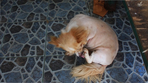 躲猫猫大师玩法介绍