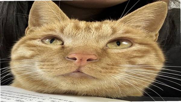 橘猫学长 安装教程 安卓