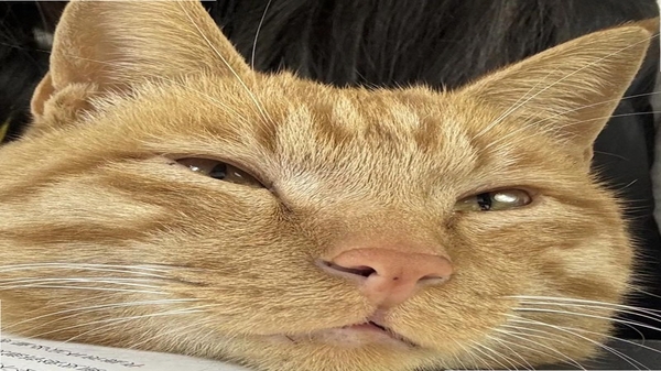 橘猫学长 用户评价 安全