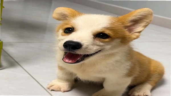 狗基咪用户评价
