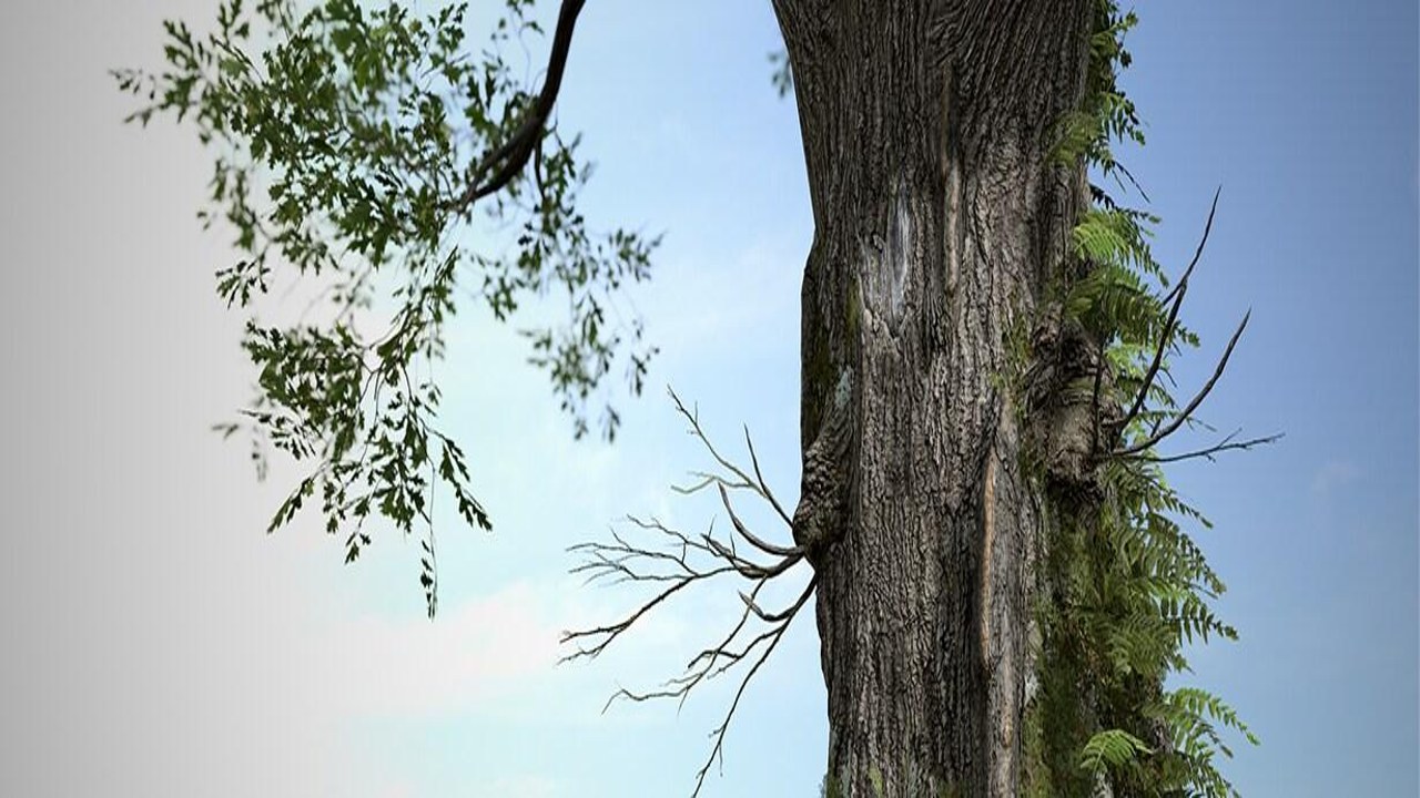 SpeedTree Cinema 7.0������Ѱ���ν�ƽⰲװ������ʵ��Դ