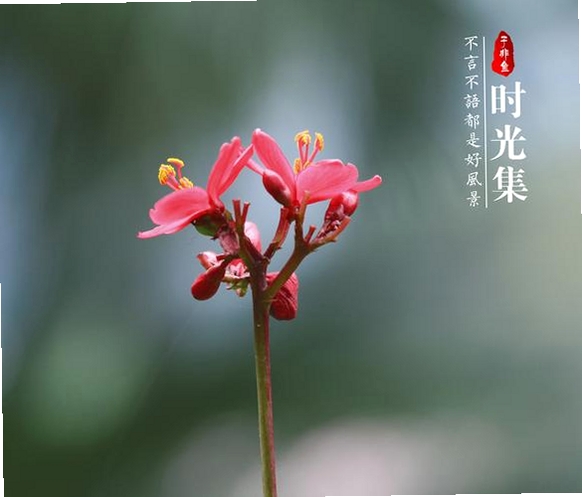 时光花运行截图