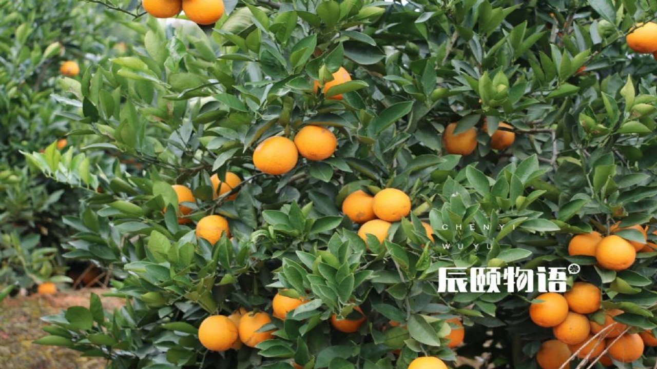 辰颐物语 果园 产地直发 水果采摘 装箱发货