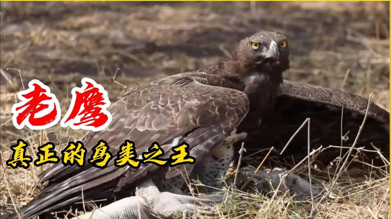 老鹰在线 高清播放 安全提示 会员免费专区