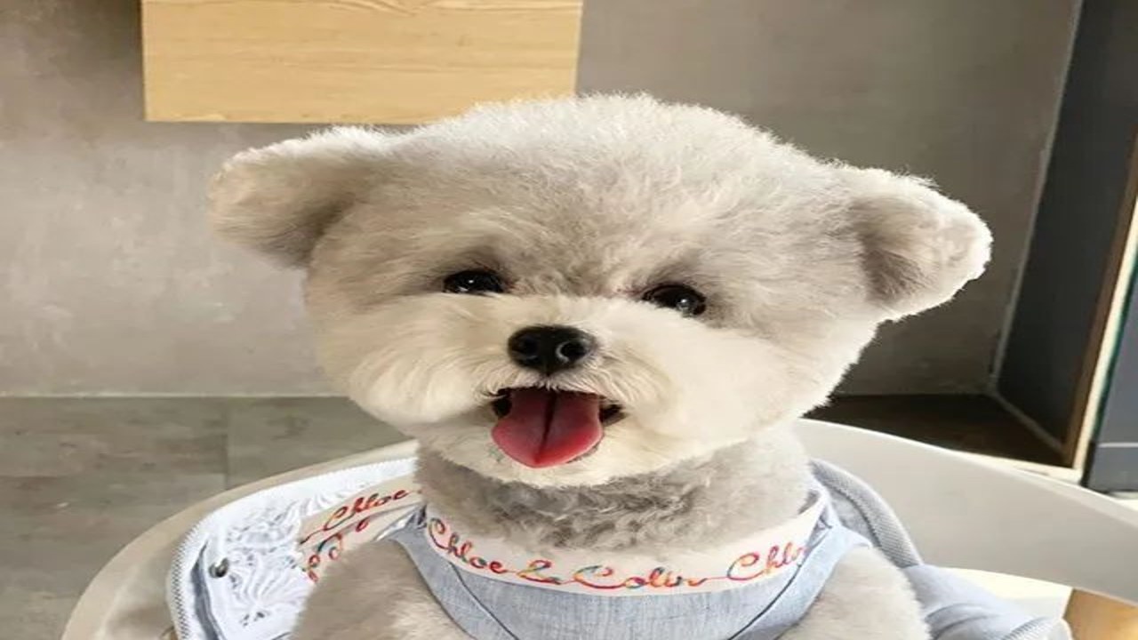萌宠天团 银渐层 柴犬 泰迪 高颜值小可爱 干饭 拆家 搞笑